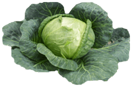 Cabbage Png Image PNG Image