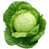 Cabbage Png Image PNG Image