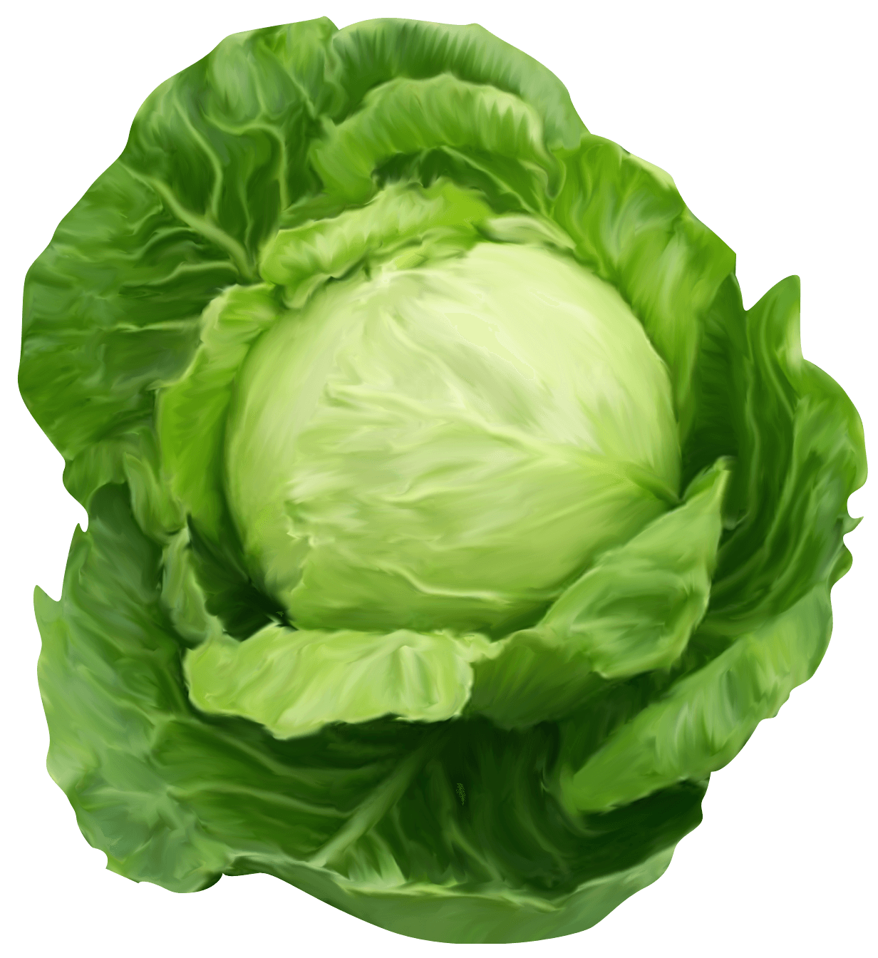 Cabbage Png Image PNG Image