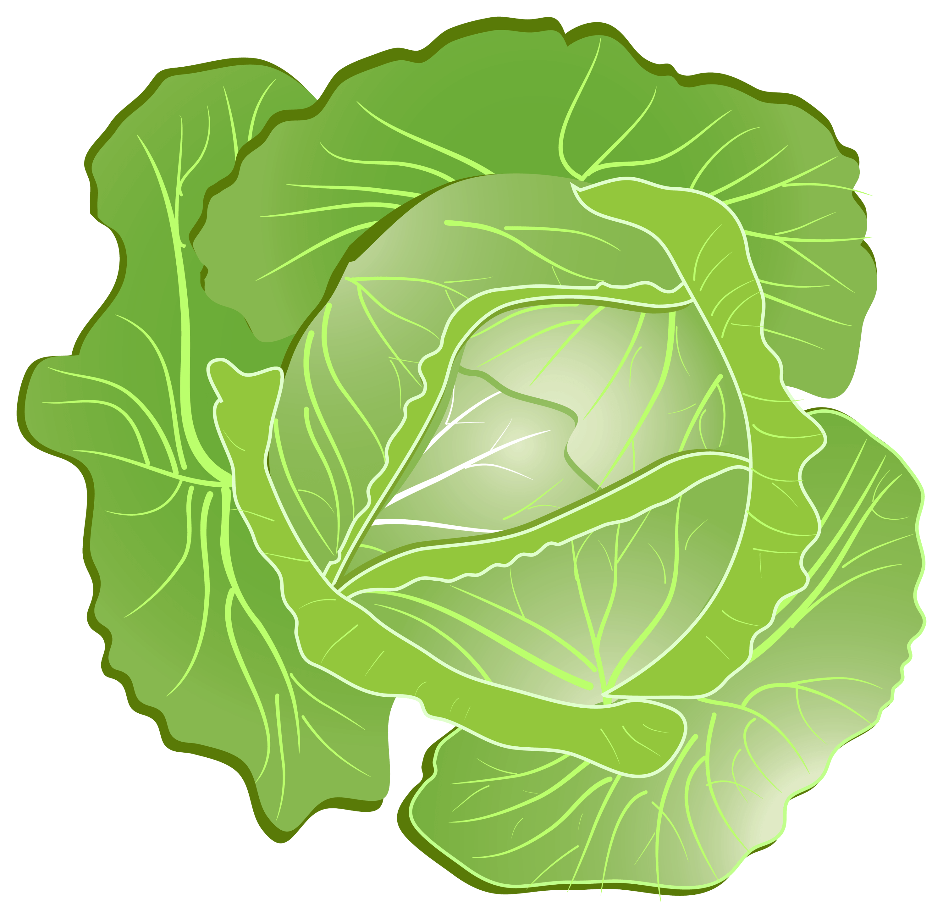 Cabbage Png Image Transparent PNG Image