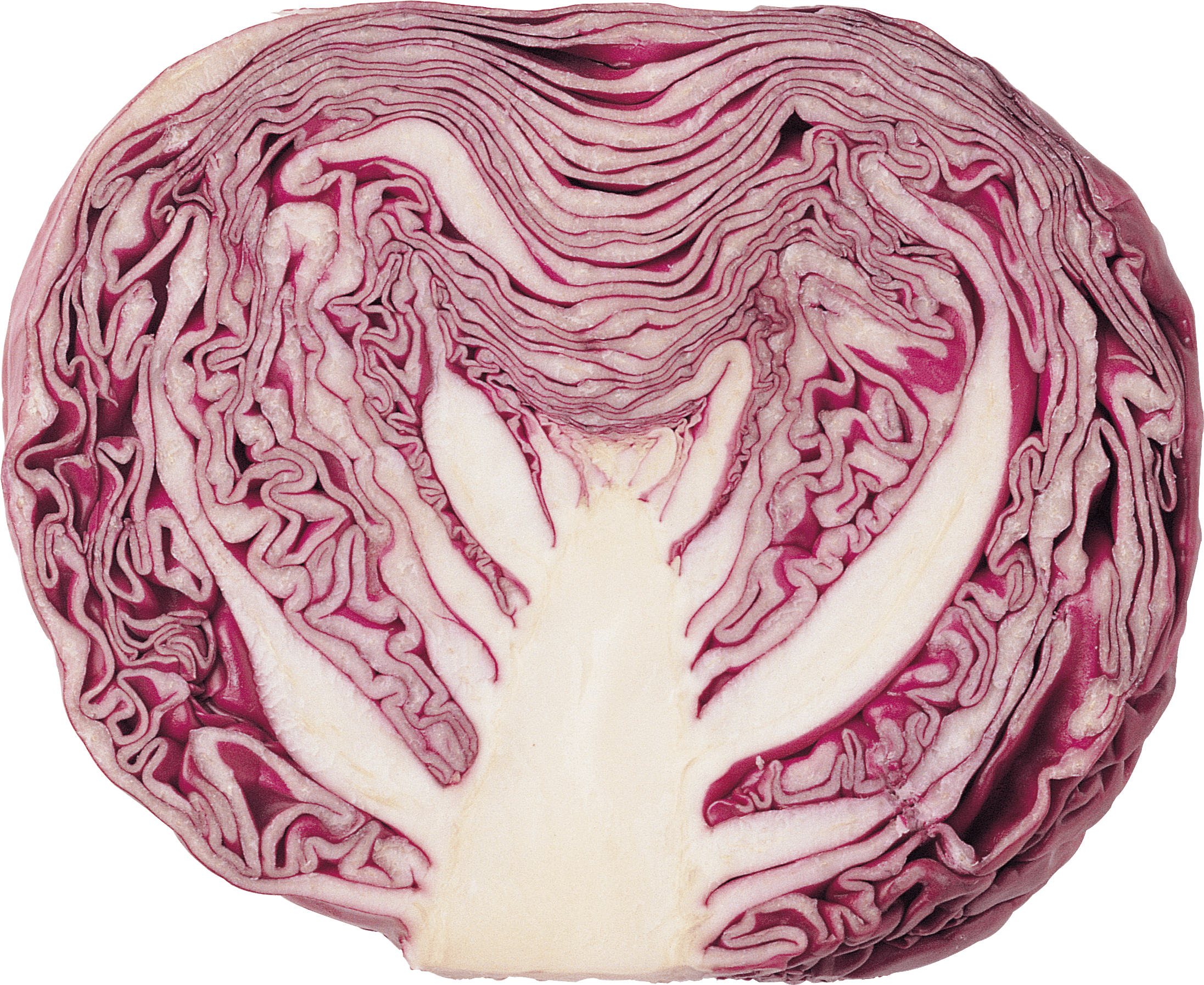 Cabbage Png Image Transparent PNG Image