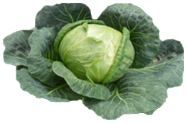 Cabbage Free Download Png PNG Image