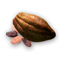 Cacao PNG