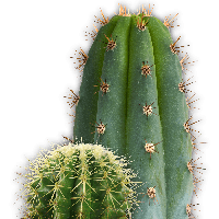 Cactus Png Image PNG Image