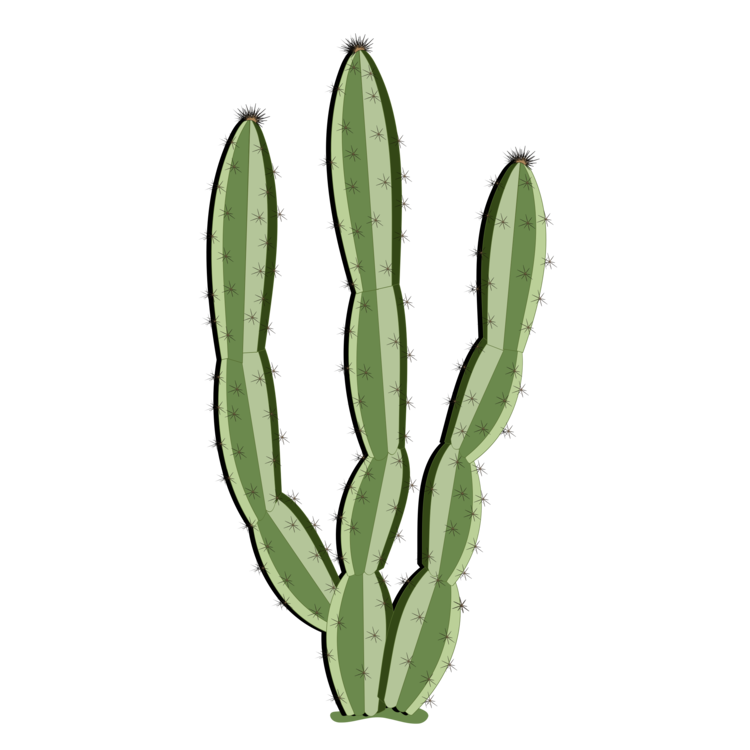 Vector Plant Cactus Free Download PNG HQ PNG Image