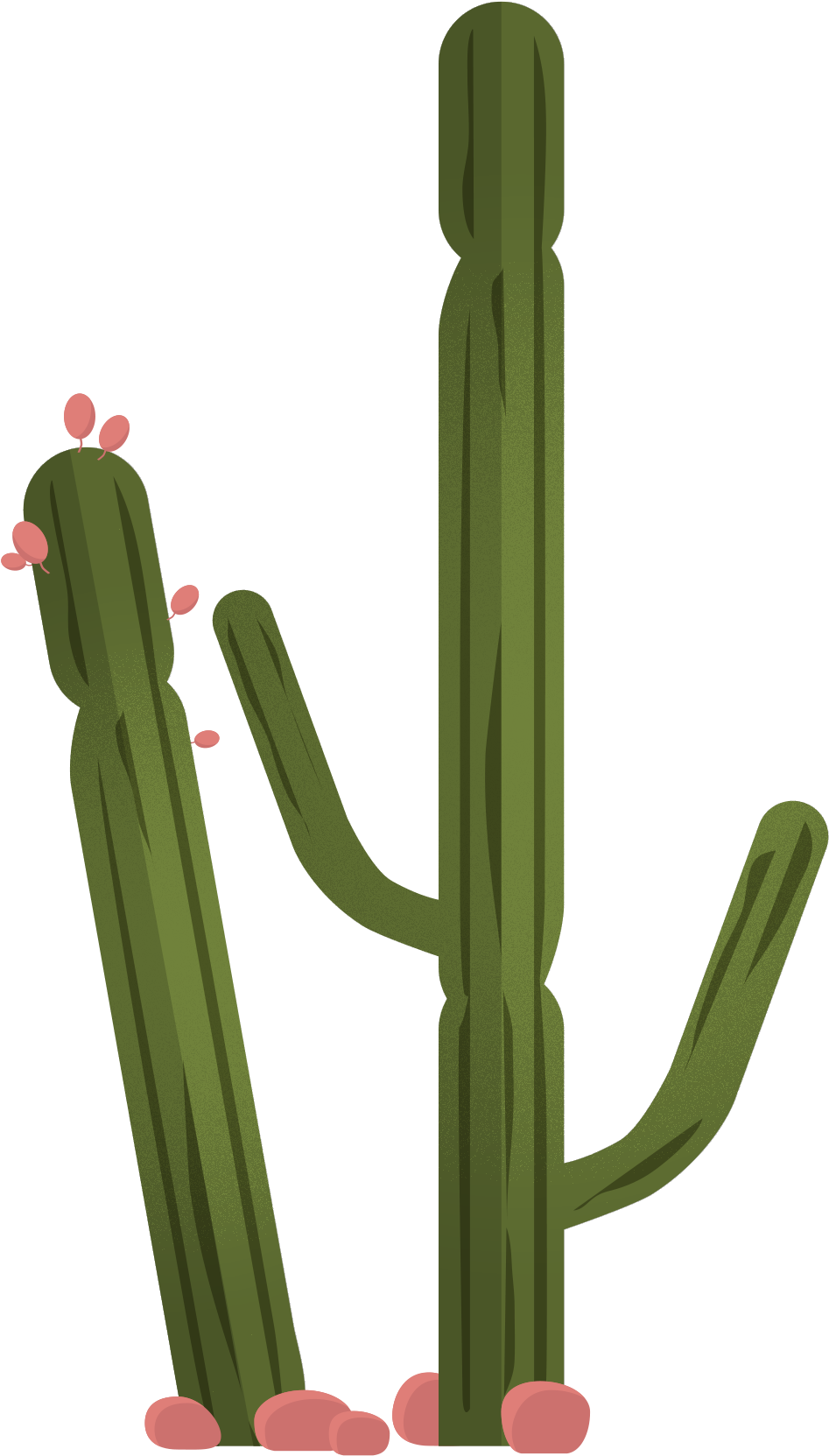 Vector Plant Cactus Green PNG Image High Quality PNG Image