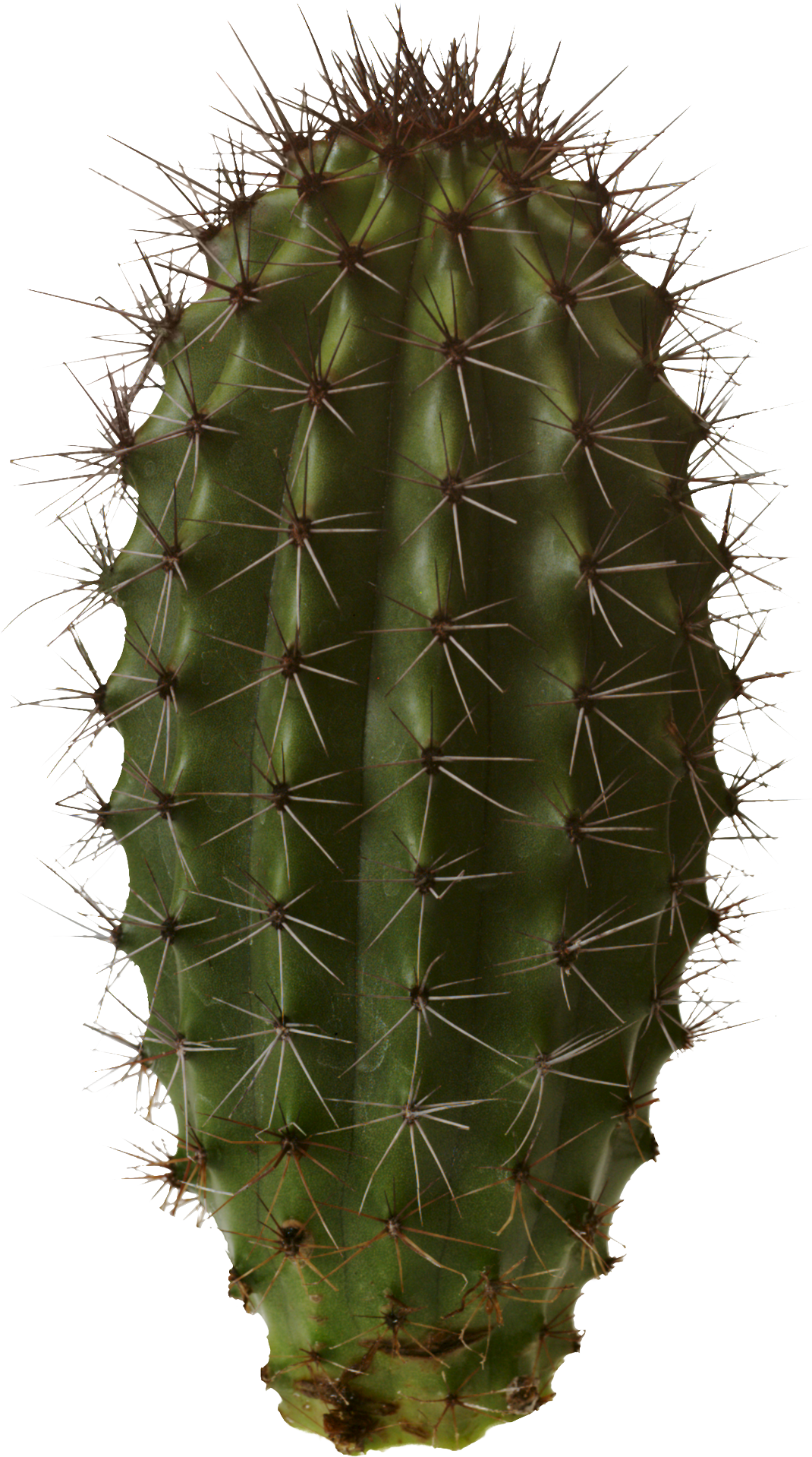 Cactus Prickle Free Download PNG HQ PNG Image