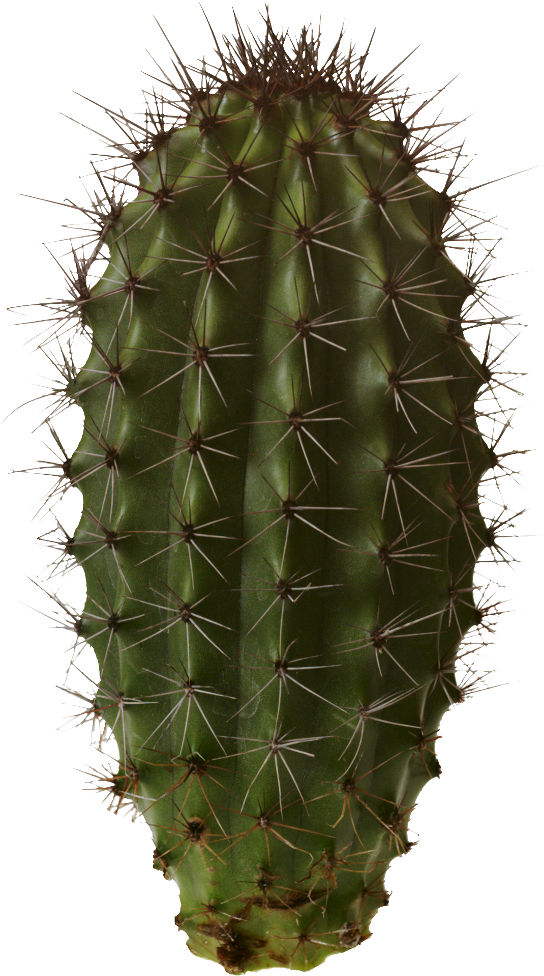 Cactus Prickle Free Download PNG HQ Transparent PNG Image