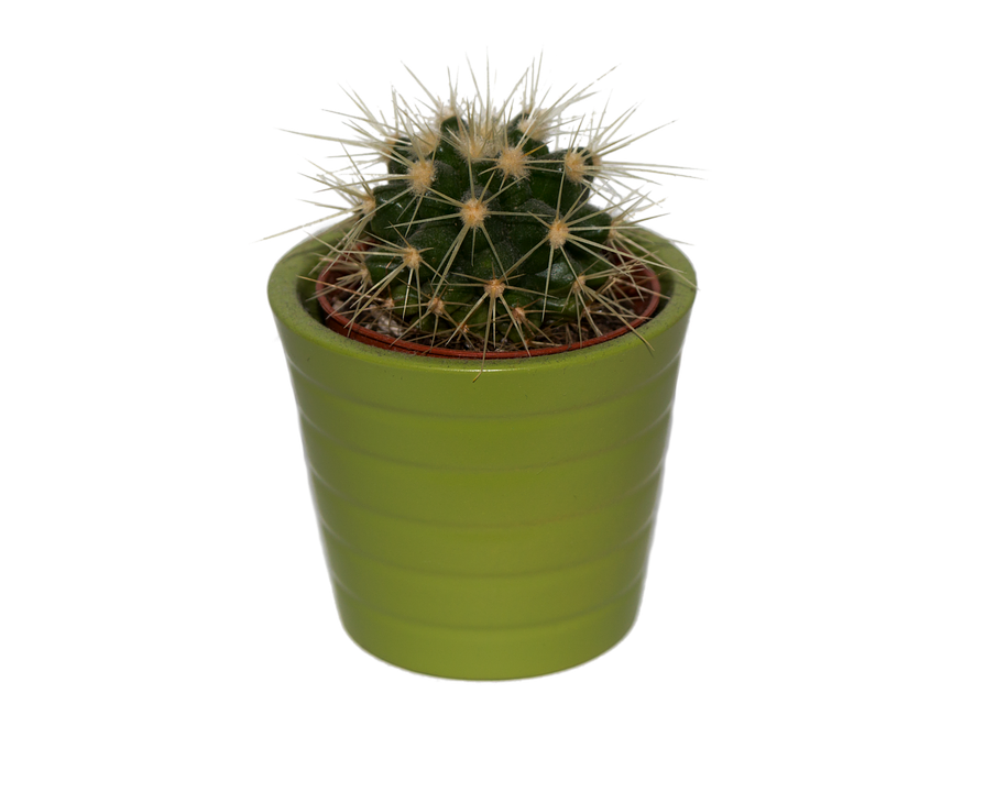 Cactus Prickle PNG Free Photo PNG Image