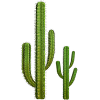 Cactus Png 5 PNG Image