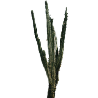 Cactus Png 2 PNG Image