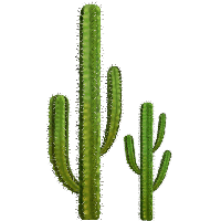 Cactus Png Image