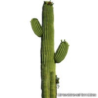 Cactus Transparent PNG Image