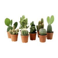 Cactus Plant Clipart PNG Image