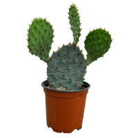 Cactus Plant Photos PNG Image