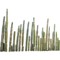 Cactus Png 3 PNG Image