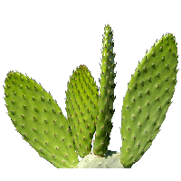 Cactus Png Image PNG Image