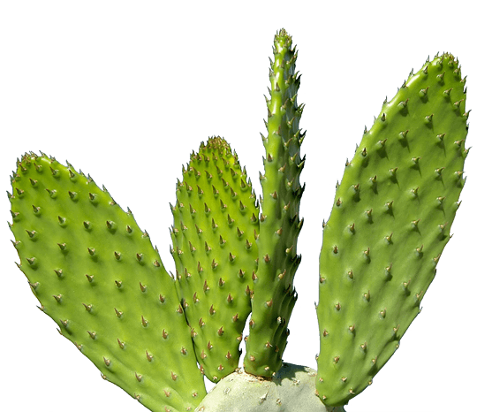 Cactus Png Image PNG Image