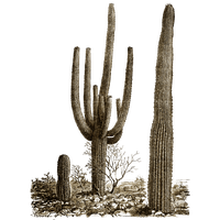 Cactus Png 8 PNG Image