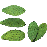 Cactus Png Image