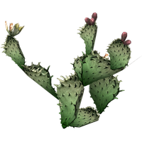 Cactus Png 9 PNG Image