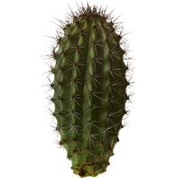 Cactus Png 7 PNG Image