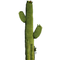 Cactus Png 10 PNG Image