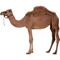 Camel Png 7 PNG