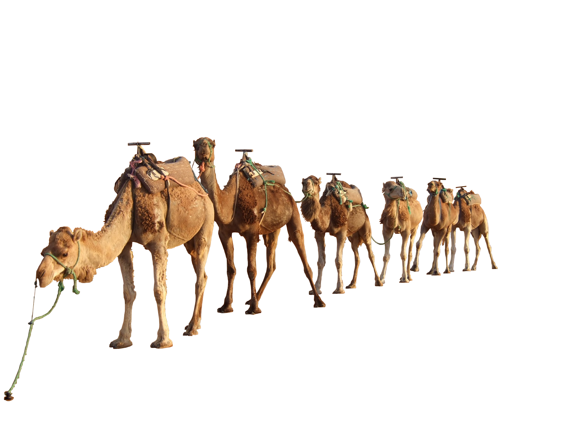 Camel Png 4 PNG Image