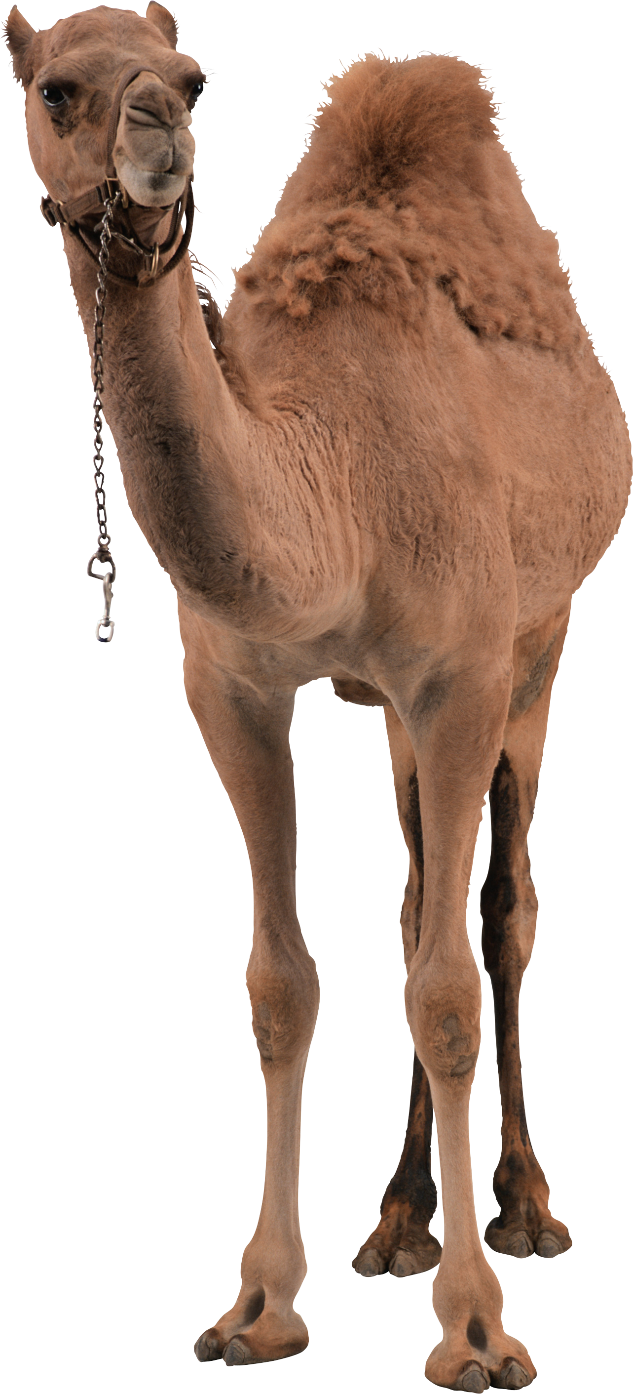 Download Camel HQ PNG Image | FreePNGImg