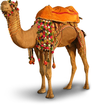Camel png images | PNGWing