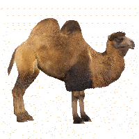 Camel File