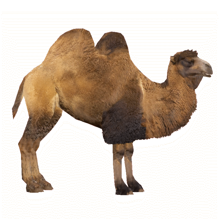 Camel File PNG Image