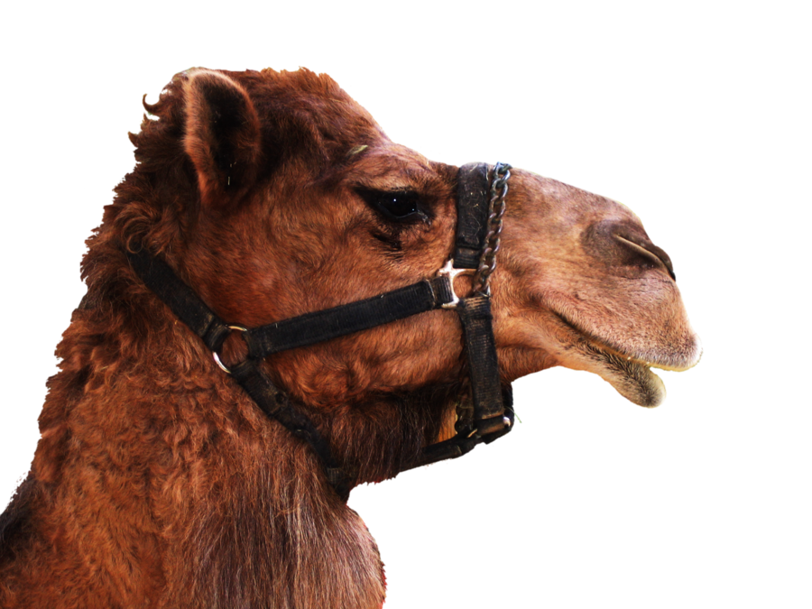 Camel Png 5 PNG Image