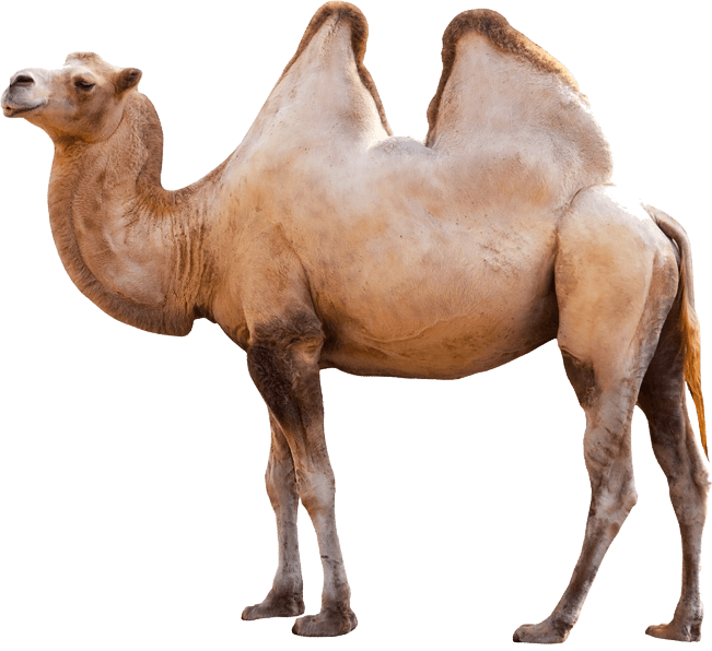 Download Camel Png Image HQ PNG Image | FreePNGImg