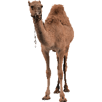 4-camel-png-image-thumb.png