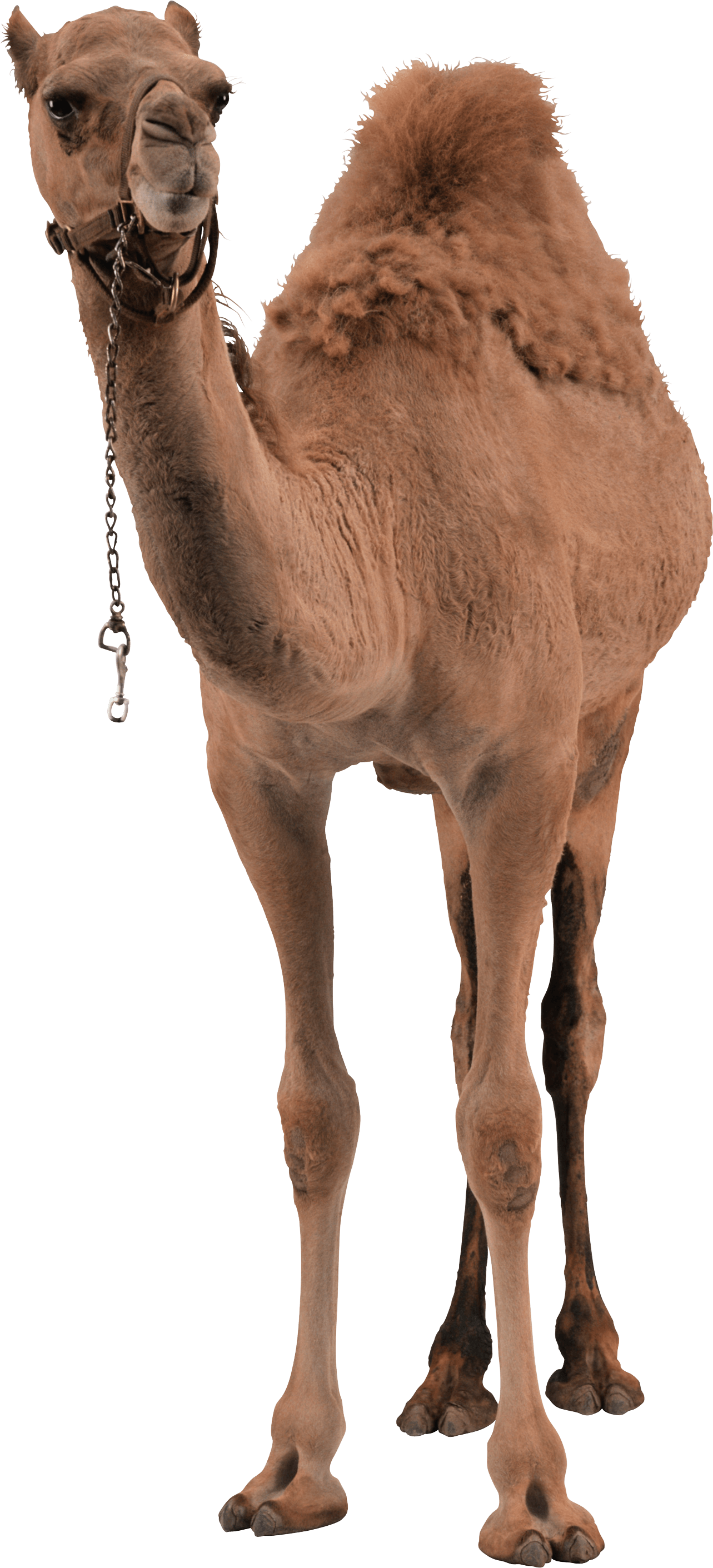 Download Camel Png Image HQ PNG Image | FreePNGImg