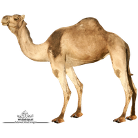 Camel Png 3 PNG