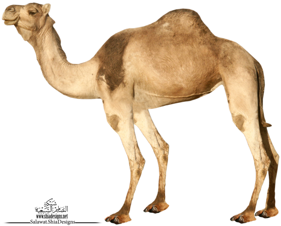 Camel Png 3 PNG Image