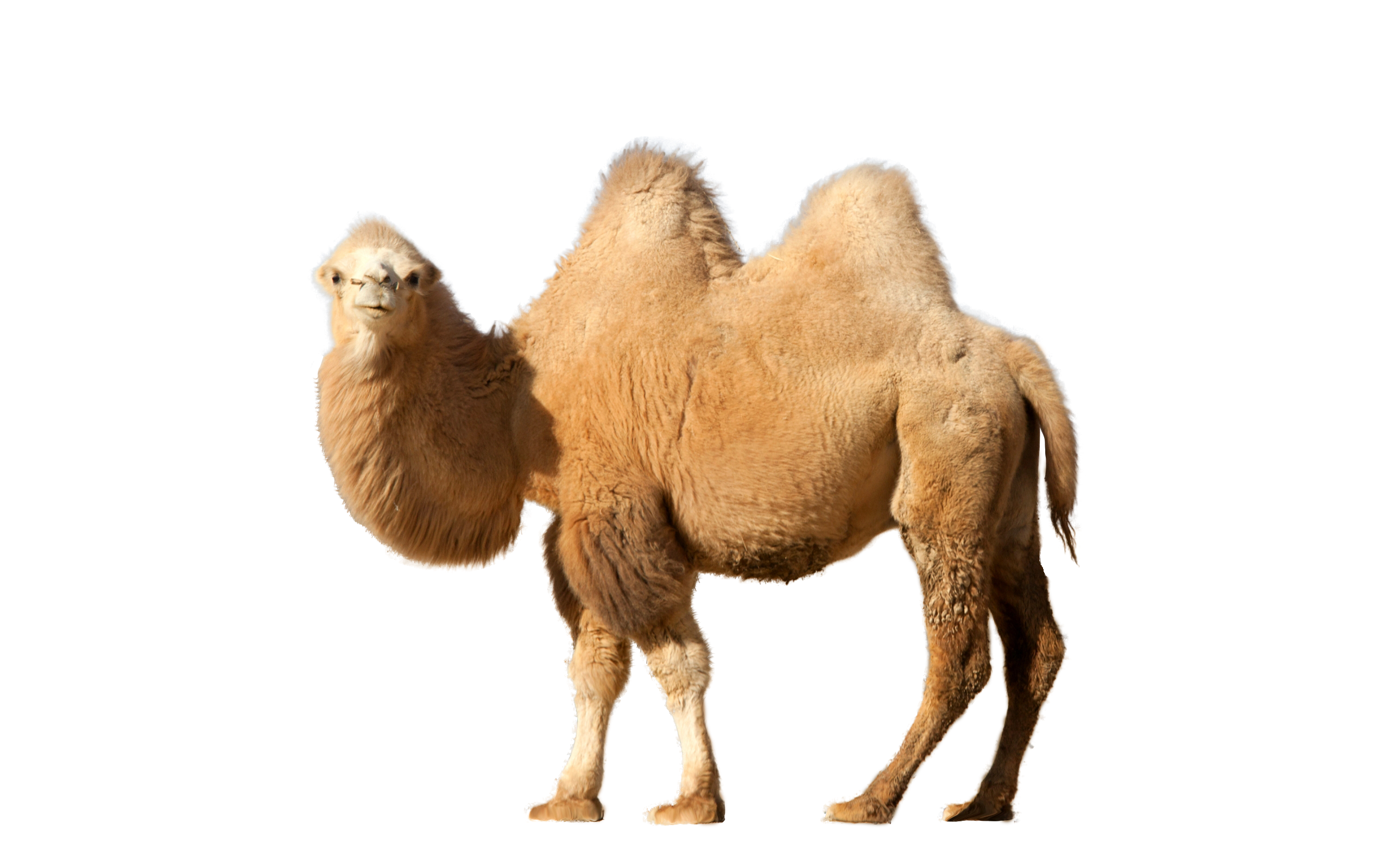 Camel Png PNG Image