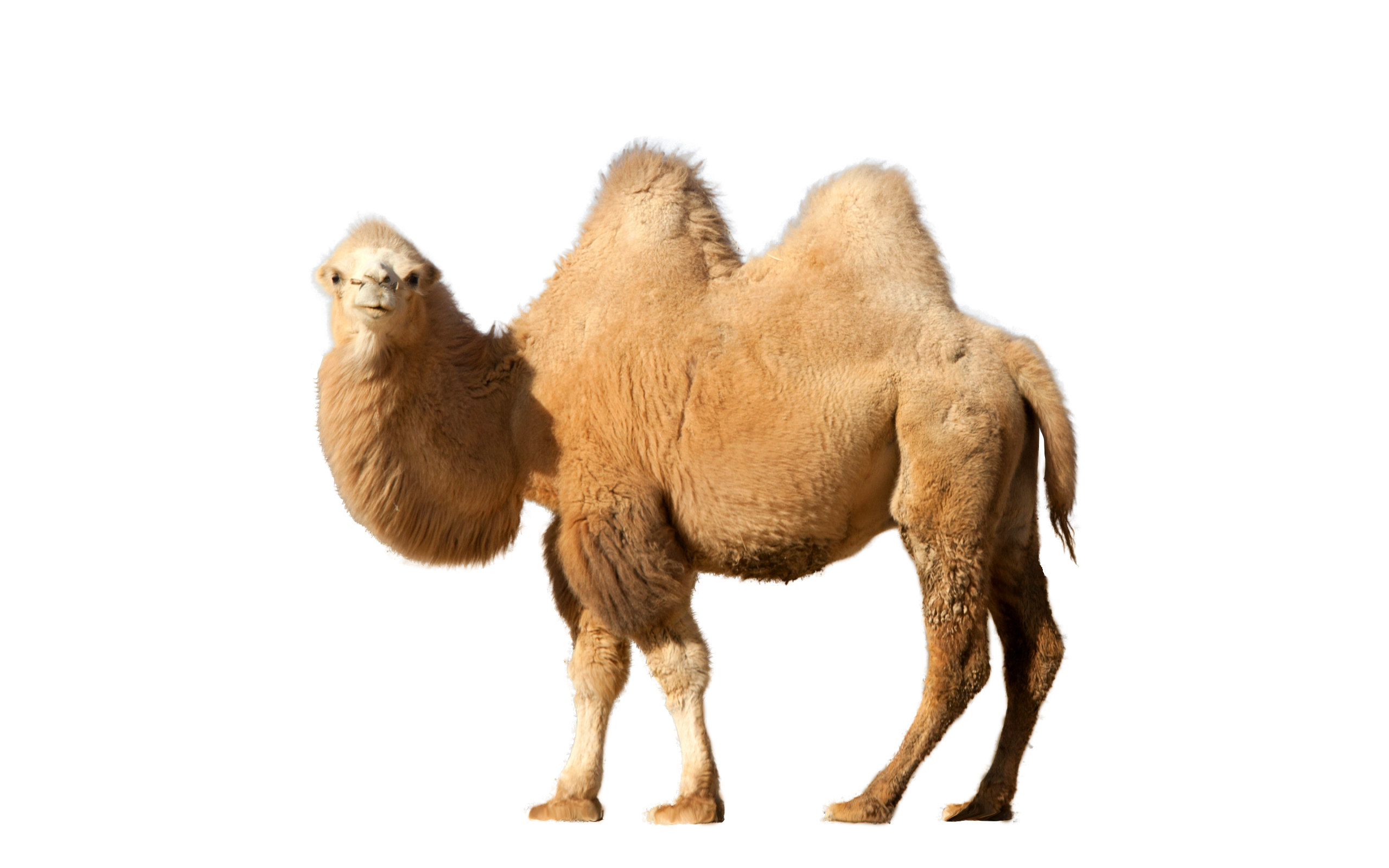 Download Camel Png HQ PNG Image | FreePNGImg