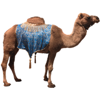 Camel Png 9 PNG