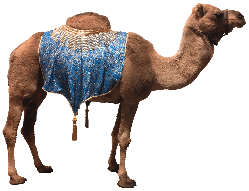 Camel Png 9 PNG Image