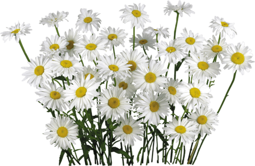 Camomile Png Image PNG Image