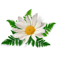 Download Camomile Free PNG photo images and clipart | FreePNGImg