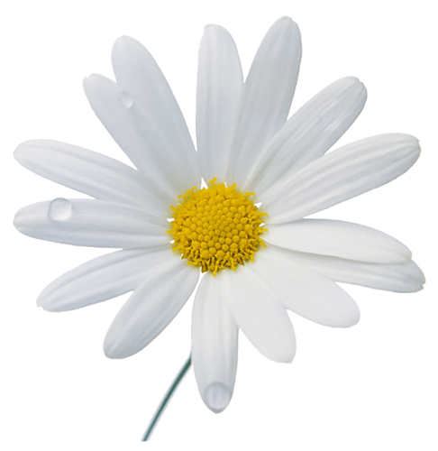 Camomile Png Image PNG Image