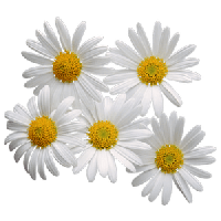 Download Camomile Png Image HQ PNG Image | FreePNGImg