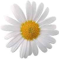 Camomile Png Image Transparent HQ PNG Download | FreePNGImg