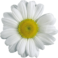 Camomile Png Image PNG