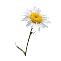 Camomile Png Image PNG